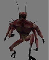 cockroach