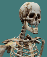 skeleton10