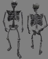 skeleton14